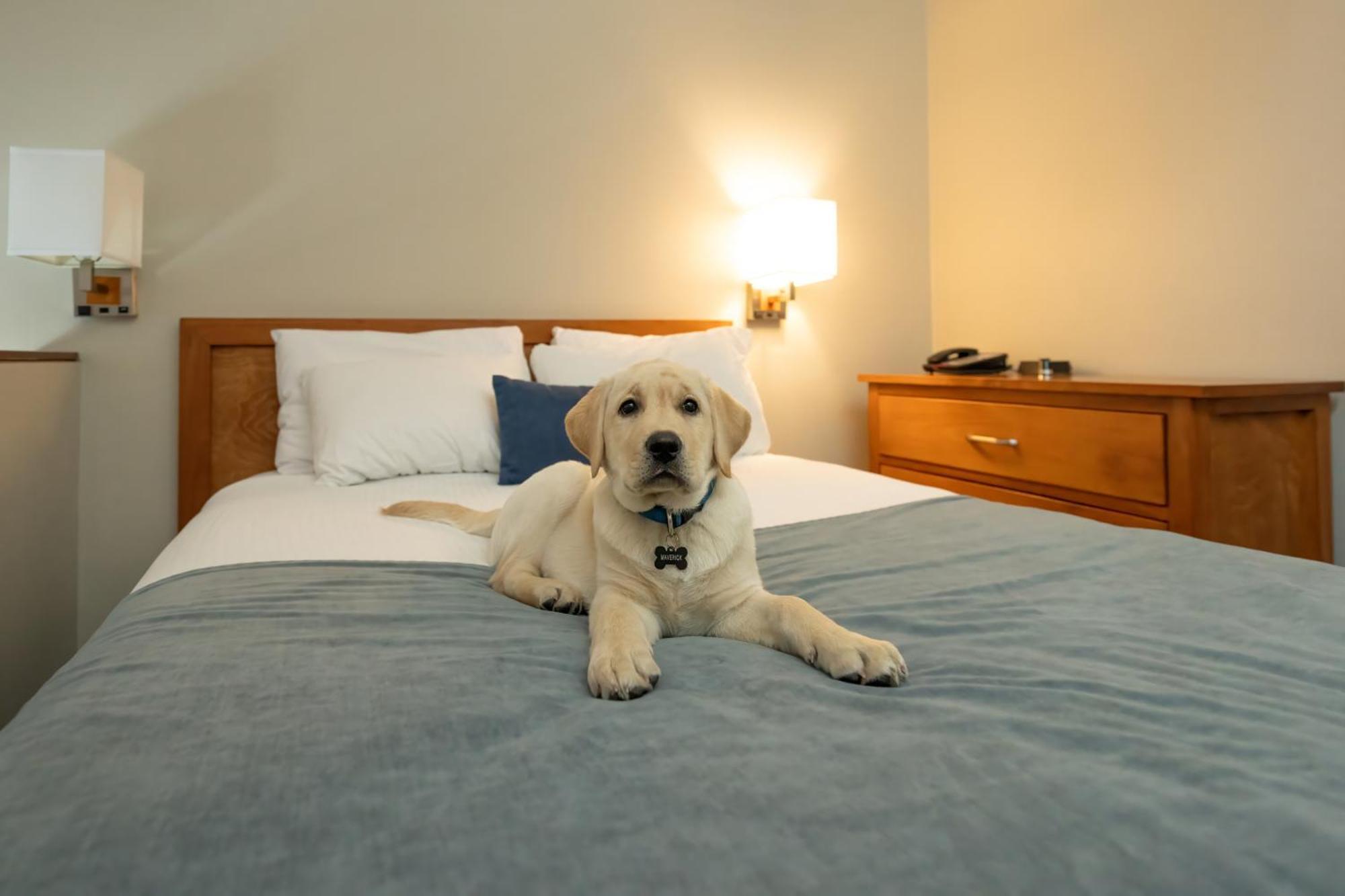 Whistler Village Inn & Suites מראה חיצוני תמונה